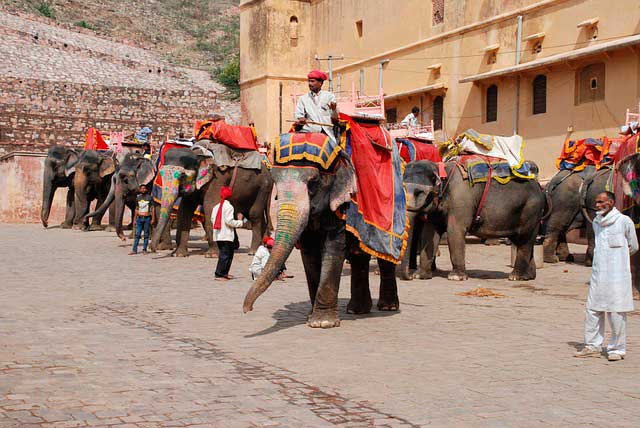 Jaipur - elefantes